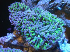 画像1: 【サンゴ】【通販】ナガレハナサンゴ（Metallic Green Stem)Mサイズ（個体販売）（±10cm)No.8（生体）（サンゴ） (1)