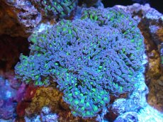 画像1: 【サンゴ】【通販】ナガレハナサンゴ（Metallic Green Stem)MLサイズ（個体販売）（±13cm)No.9（生体）（サンゴ） (1)