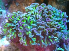 画像1: 【サンゴ】【通販】ナガレハナサンゴ（Metallic Green Stem)MLサイズ（個体販売）（±13cm)No.10（生体）（サンゴ） (1)