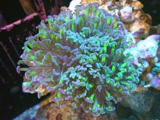 画像1: 【サンゴ】【通販】ナガレハナサンゴ（Metallic Green Stem)Mサイズ（個体販売）（±10cm)No.12（生体）（サンゴ） (1)