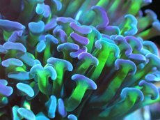 画像2: 【サンゴ】【通販】ナガレハナサンゴ（Metallic Green Stem)Mサイズ（個体販売）（±10cm)No.12（生体）（サンゴ） (2)