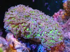 画像1: 【サンゴ】【通販】ナガレハナサンゴ（Metallic Green Stem)Mサイズ（個体販売）（±10cm)No.13（生体）（サンゴ） (1)