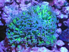 画像1: 【サンゴ】【通販】ナガレハナサンゴ（Metallic Green Stem)Mサイズ（個体販売）（±10cm)No.14（生体）（サンゴ） (1)