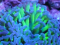 画像2: 【サンゴ】【通販】ナガレハナサンゴ（Metallic Green Stem)Mサイズ（個体販売）（±10cm)No.14（生体）（サンゴ） (2)