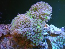 画像1: 【サンゴ】【通販】ナガレハナサンゴ（Metallic Green Stem)Lサイズ（個体販売）（±15cm)No.17（生体）（サンゴ） (1)