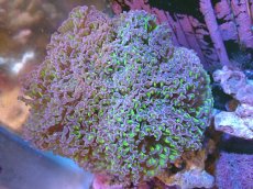 画像1: 【サンゴ】【通販】ナガレハナサンゴ（Metallic Green Stem)XLサイズ（個体販売）（±18cm)No.23（生体）（サンゴ） (1)