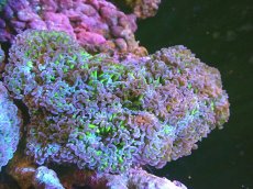 画像1: 【サンゴ】【通販】ナガレハナサンゴ（Metallic Green Stem)XLサイズ（個体販売）（±20cm)No.24（生体）（サンゴ） (1)