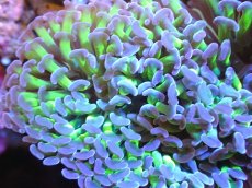 画像2: 【サンゴ】【通販】ナガレハナサンゴ（Metallic Green Stem)XLサイズ（個体販売）（±20cm)No.24（生体）（サンゴ） (2)