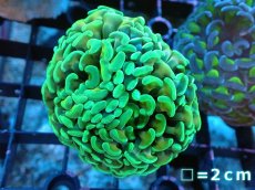 画像1: 【サンゴ】【通販】ナガレハナサンゴ（Metallic Green/Yellow Stem)Sサイズ（個体販売）（生体）（サンゴ） (1)