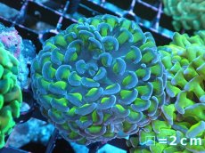 画像1: 【サンゴ】【通販】ナガレハナサンゴ（Metallic Green Stem)Sサイズ（個体販売）（生体）（サンゴ） (1)