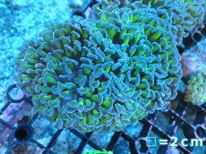画像1: 【サンゴ】【通販】ナガレハナサンゴ（Metallic Green Stem)Mサイズ（個体販売）（生体）（サンゴ） (1)