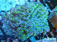 画像1: 【サンゴ】【通販】ナガレハナサンゴ（Metallic Green Stem)Mサイズ（個体販売）（生体）（サンゴ） (1)