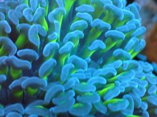画像2: 【サンゴ】【通販】ナガレハナサンゴ（Metallic Green Stem)Mサイズ（個体販売）（生体）（サンゴ） (2)