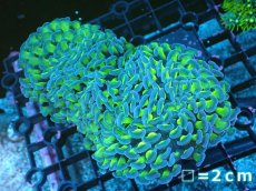 画像1: 【サンゴ】【通販】ナガレハナサンゴ（Metallic Green Stem)Mサイズ（個体販売）（生体）（サンゴ） (1)