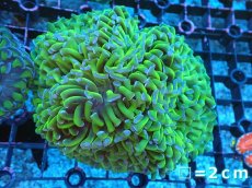 画像1: 【サンゴ】【通販】ナガレハナサンゴ（Metallic Green Stem)Mサイズ（個体販売）（生体）（サンゴ） (1)