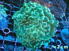 画像1: 【サンゴ】【通販】ナガレハナサンゴ（Full Green)SMサイズ（個体販売）（生体）（サンゴ） (1)