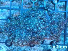 画像1: 【サンゴ】【通販】ハナガササンゴ（Green）SMサイズ（個体販売）No.1（生体）（サンゴ） (1)