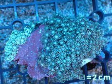 画像1: 【サンゴ】【通販】ハナガササンゴ（Green）SMサイズ（個体販売）No.2（生体）（サンゴ） (1)