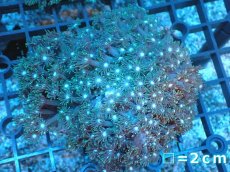 画像1: 【サンゴ】【通販】ハナガササンゴ（Green）Mサイズ（個体販売）No.3（生体）（サンゴ） (1)