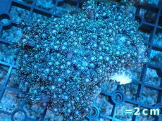 画像1: 【サンゴ】【通販】ハナガササンゴ（Green）Mサイズ（個体販売）No.4（生体）（サンゴ） (1)