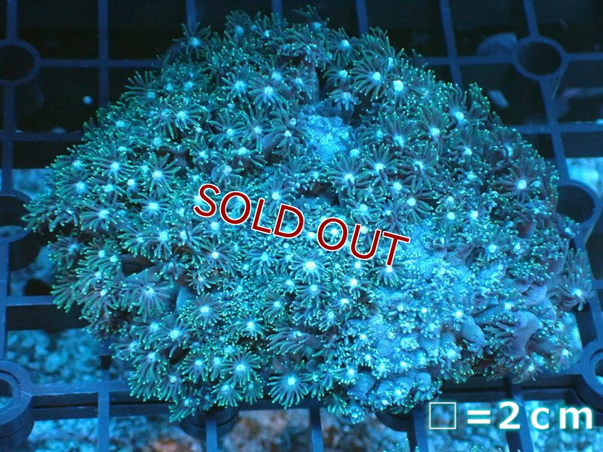 画像1: 【サンゴ】【通販】ハナガササンゴ（Green）Mサイズ（個体販売）No.5（生体）（サンゴ） (1)