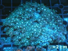 画像1: 【サンゴ】【通販】ハナガササンゴ（Green）Mサイズ（個体販売）No.5（生体）（サンゴ） (1)