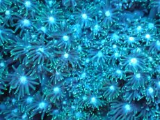 画像2: 【サンゴ】【通販】ハナガササンゴ（Green）Mサイズ（個体販売）No.5（生体）（サンゴ） (2)
