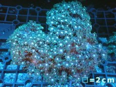 画像1: 【サンゴ】【通販】ハナガササンゴ（Green）MLサイズ（個体販売）No.6（生体）（サンゴ） (1)