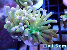 画像1: 【ボーナスセール対象個体　サンゴまとめ買い割り対象商品】 【サンゴ】【通販】トーチコーラル（Gold/Holy Grail)（個体販売）No.1（生体）（サンゴ） (1)