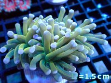 画像1: 【ボーナスセール対象個体　サンゴまとめ買い割り対象商品】 【サンゴ】【通販】トーチコーラル（Gold/Holy Grail)（個体販売）No.7（生体）（サンゴ） (1)