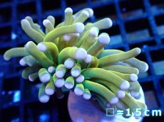画像1: 【ボーナスセール対象個体　サンゴまとめ買い割り対象商品】 【サンゴ】【通販】トーチコーラル（Gold/Holy Grail)（個体販売）No.8（生体）（サンゴ） (1)
