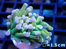 画像1: 【ボーナスセール対象個体　サンゴまとめ買い割り対象商品】 【サンゴ】【通販】トーチコーラル（Gold/Holy Grail)（個体販売）No.11（生体）（サンゴ） (1)