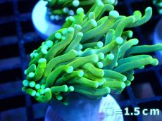画像1: 【サンゴ】【通販】トーチコーラル（Holy Grail Green)（個体販売）No.2（生体）（サンゴ） (1)