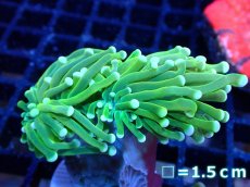 画像1: 【ボーナスセール対象個体　サンゴまとめ買い割り対象商品】 【サンゴ】【通販】トーチコーラル（Holy Grail Green)（個体販売）No.4（生体）（サンゴ） (1)