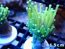 画像1: 【ボーナスセール対象個体　サンゴまとめ買い割り対象商品】 【サンゴ】【通販】トーチコーラル（Holy Grail Green)（個体販売）No.9（生体）（サンゴ） (1)