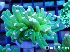 画像1: 【ボーナスセール対象個体　サンゴまとめ買い割り対象商品】 【サンゴ】【通販】トーチコーラル（Holy Grail Green)（個体販売）No.12（生体）（サンゴ） (1)