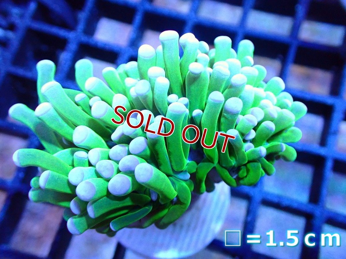 画像1: 【サンゴ】【通販】トーチコーラル（Holy Grail Green)（個体販売）No.14（生体）（サンゴ） (1)