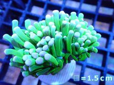 画像1: 【ボーナスセール対象個体　サンゴまとめ買い割り対象商品】 【サンゴ】【通販】トーチコーラル（Holy Grail Green)（個体販売）No.14（生体）（サンゴ） (1)