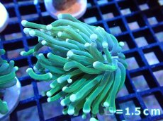 画像1: 【ボーナスセール対象個体　サンゴまとめ買い割り対象商品】 【サンゴ】【通販】トーチコーラル（Green/Yellow Tip)（個体販売）No.2（生体）（サンゴ） (1)
