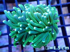 画像1: 【ボーナスセール対象個体　サンゴまとめ買い割り対象商品】 【サンゴ】【通販】トーチコーラル（Green/Yellow Tip)（個体販売）No.7（生体）（サンゴ） (1)
