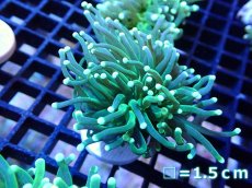 画像1: 【ボーナスセール対象個体　サンゴまとめ買い割り対象商品】 【サンゴ】【通販】トーチコーラル（Green/Yellow Tip)（個体販売）No.8（生体）（サンゴ） (1)