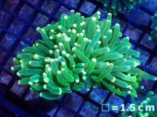 画像1: 【ボーナスセール対象個体　サンゴまとめ買い割り対象商品】 【サンゴ】【通販】トーチコーラル（Green/Yellow Tip)（個体販売）No.10（生体）（サンゴ） (1)