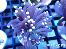 画像1: 【ボーナスセール対象個体　サンゴまとめ買い割り対象商品】 【サンゴ】【通販】トーチコーラル（Black Torch)（個体販売）No.1（生体）（サンゴ） (1)