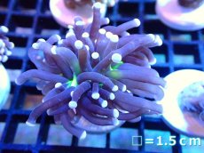 画像1: 【ボーナスセール対象個体　サンゴまとめ買い割り対象商品】 【サンゴ】【通販】トーチコーラル（Black Torch)（個体販売）No.2（生体）（サンゴ） (1)