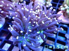 画像1: 【ボーナスセール対象個体　サンゴまとめ買い割り対象商品】 【サンゴ】【通販】トーチコーラル（Black Torch)（個体販売）No.4（生体）（サンゴ） (1)