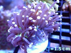 画像1: 【ボーナスセール対象個体　サンゴまとめ買い割り対象商品】 【サンゴ】【通販】トーチコーラル（Black Torch)（個体販売）No.5（生体）（サンゴ） (1)