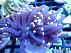 画像1: 【ボーナスセール対象個体　サンゴまとめ買い割り対象商品】 【サンゴ】【通販】トーチコーラル（Black Torch)（個体販売）No.6（生体）（サンゴ） (1)