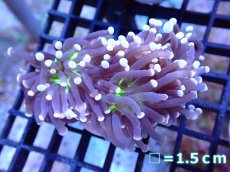 画像1: 【ボーナスセール対象個体　サンゴまとめ買い割り対象商品】 【サンゴ】【通販】トーチコーラル（Black Torch)（個体販売）No.8（生体）（サンゴ） (1)