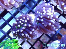 画像1: 【ボーナスセール対象個体　サンゴまとめ買い割り対象商品】 【サンゴ】【通販】トーチコーラル（Black Torch)（個体販売）No.9（生体）（サンゴ） (1)