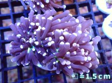 画像1: 【サンゴ】【通販】トーチコーラル（Black Torch)（個体販売）No.10（生体）（サンゴ） (1)